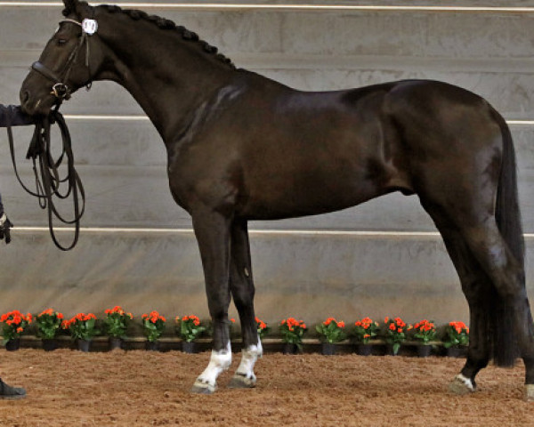 dressage horse Strauss 210 FIN (Finnish Warmblood, 2013, from San Amour I)