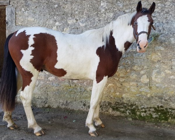 stallion Togouun Morinda (Selle Français, 2007, from Copabella Visage)