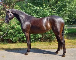 dressage horse Feel Good 10 (Hanoverian, 2019, from For Dance)