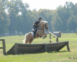 stallion Treidelhof Bendur (Welsh-Cob (Sek. D), 2016, from Randeck Pandur)