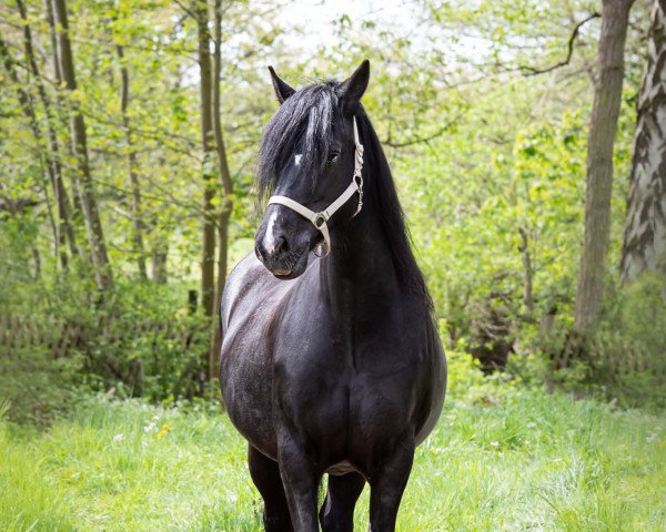 broodmare Rotherdale Grace Kelly (Welsh-Cob (Sek. D), 2013, from Brynmelys Enchanter)