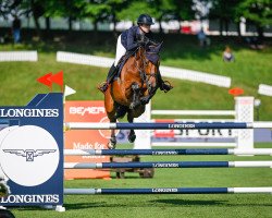 jumper Quonchita van de Nachtegaele (Belgian Warmblood, 2016, from Vannan)