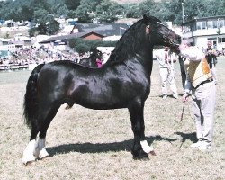 Deckhengst Brynmelys Enchanter (Welsh-Cob (Sek. D), 1997, von Ebbw Victor)