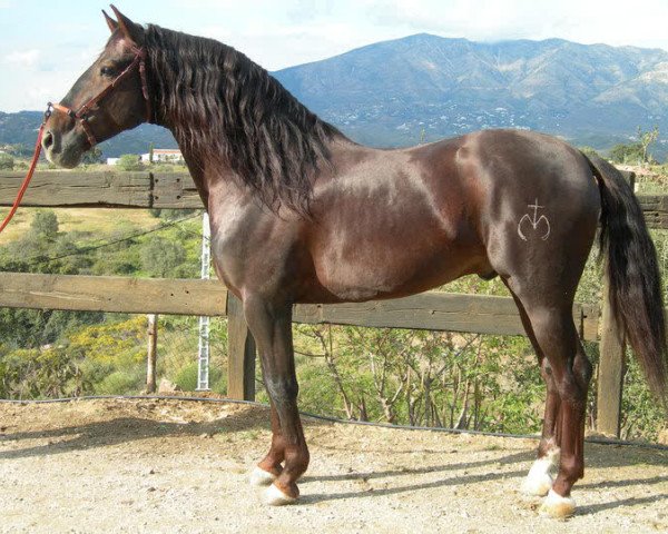 stallion Genesis Mor I (Pura Raza Espanola (PRE), 2000, from Oficial XXXVI)