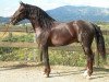 stallion Genesis Mor I (Pura Raza Espanola (PRE), 2000, from Oficial XXXVI)