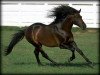 stallion Oficial XXXVI (Pura Raza Espanola (PRE), 1994, from Leviatan)