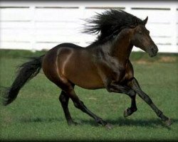 stallion Oficial XXXVI (Pura Raza Espanola (PRE), 1994, from Leviatan)