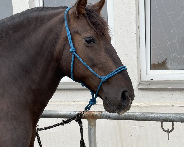 broodmare Libelula de Garrocha (Pura Raza Espanola (PRE), 2011, from Genesis Mor I)