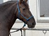 broodmare Libelula de Garrocha (Pura Raza Espanola (PRE), 2011, from Genesis Mor I)