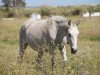 broodmare Furiosa LI (Pura Raza Espanola (PRE), 2000, from Mejicano XXV)