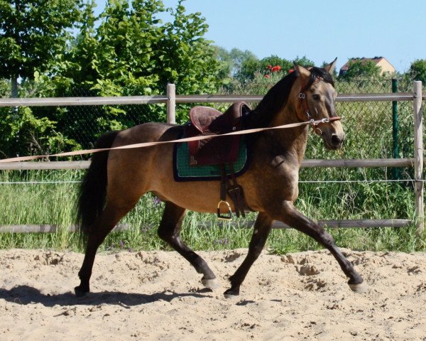 stallion AG Fuego del Sur (Pura Raza Espanola (PRE), 2012, from Diluido el Bayo)