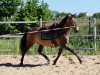 stallion AG Fuego del Sur (Pura Raza Espanola (PRE), 2012, from Diluido el Bayo)