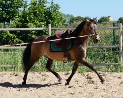 Deckhengst AG Fuego del Sur (Pura Raza Espanola (PRE), 2012, von Diluido el Bayo)