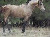 stallion Diluido el Bayo (Pura Raza Espanola (PRE), 2008, from Dante V)