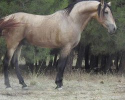 stallion Diluido el Bayo (Pura Raza Espanola (PRE), 2008, from Dante V)