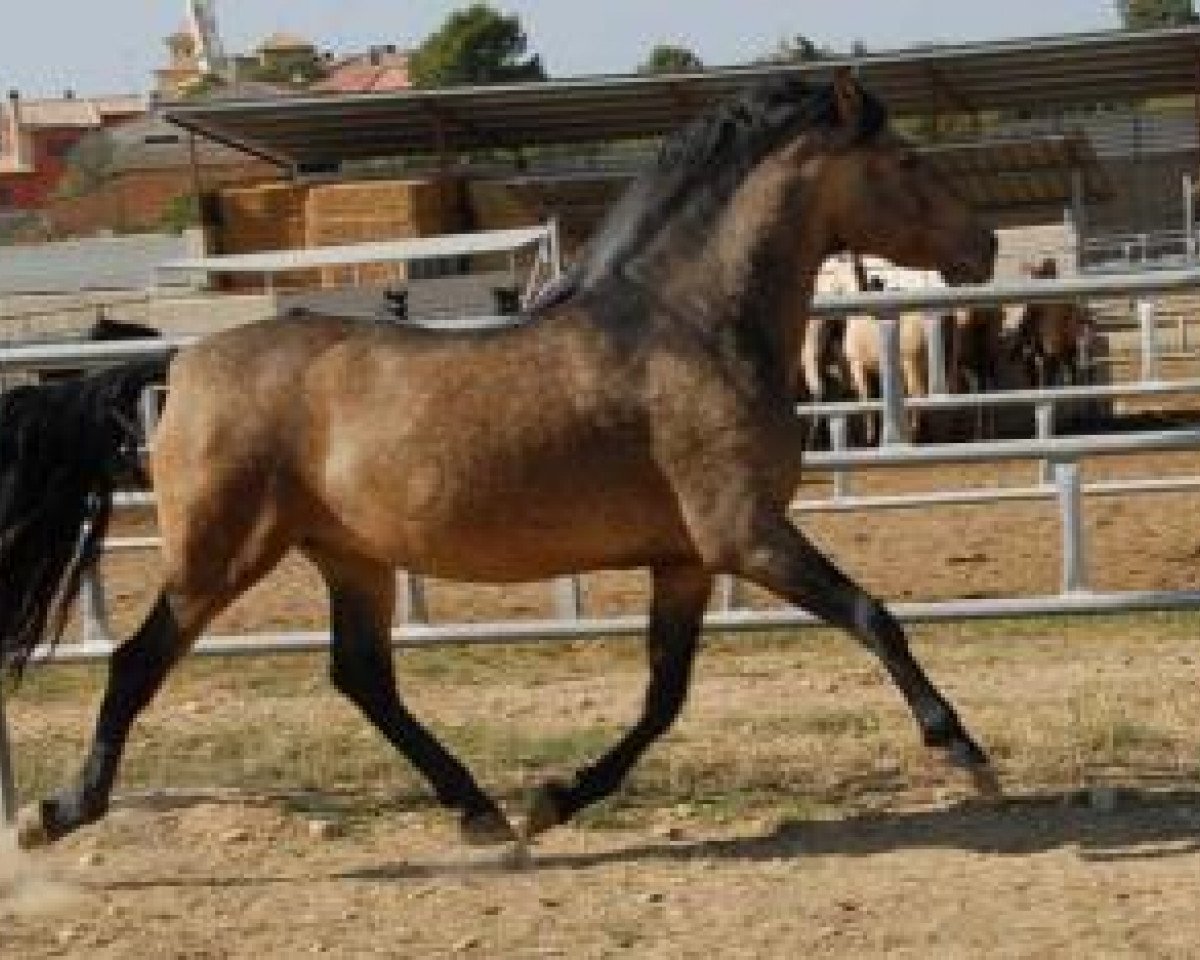 stallion Dante V (Pura Raza Espanola (PRE), 1995, from Piropo 1980)