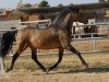 stallion Dante V (Pura Raza Espanola (PRE),  , from Piropo 1980)