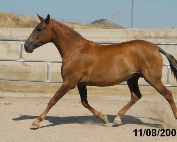 broodmare Dauradella II (Pura Raza Espanola (PRE), 2001)