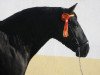 stallion Casteth (Pura Raza Espanola (PRE), 2002, from Bienvenido IV)