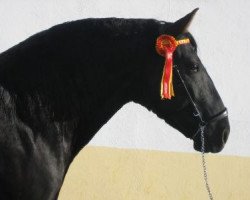 stallion Casteth (Pura Raza Espanola (PRE), 2002, from Bienvenido IV)