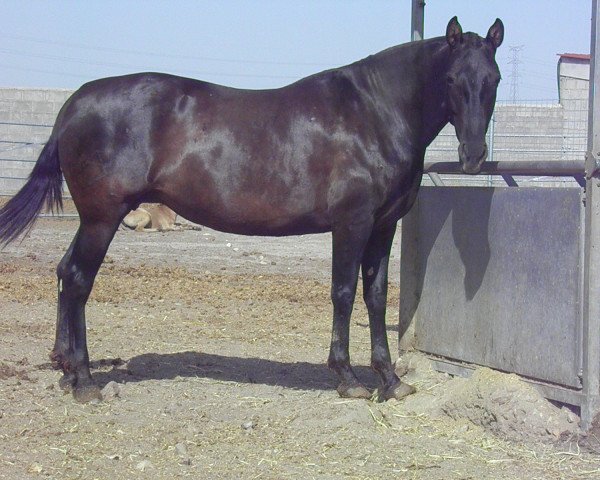 broodmare AG Seguidora (Pura Raza Espanola (PRE), 2007, from Casteth)