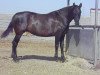 broodmare AG Seguidora (Pura Raza Espanola (PRE), 2007, from Casteth)