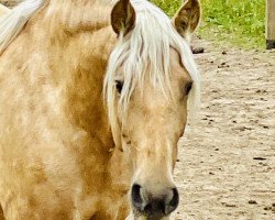 horse Treidelhof Alhaja (Pura Raza Espanola (PRE), 2015, from AG Fuego del Sur)