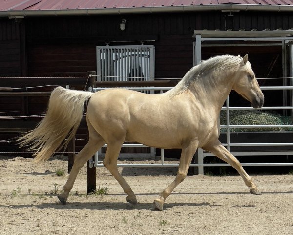 stallion Treidelhof Encantado (Pura Raza Espanola (PRE), 2018, from AG Fuego del Sur)