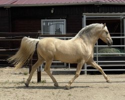 Pferd Treidelhof Encantado (Pura Raza Espanola (PRE), 2018, von AG Fuego del Sur)