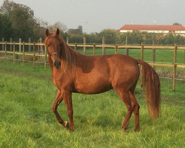 broodmare Magica en Rojo (Pura Raza Espanola (PRE), 2011, from Unido IX)