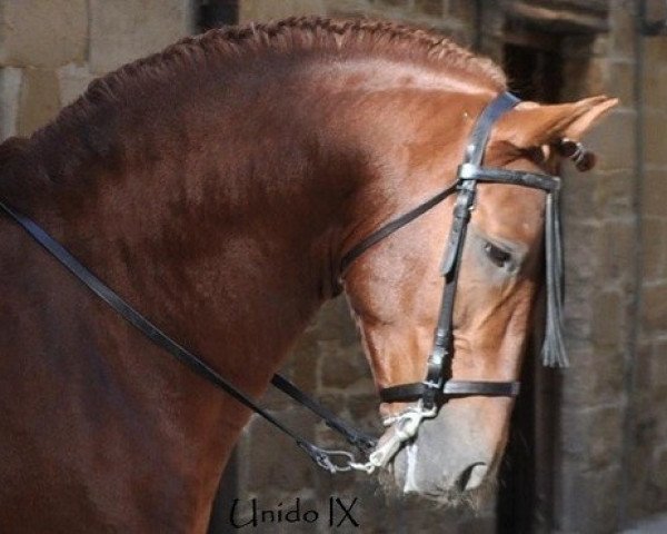 stallion Unido IX (Pura Raza Espanola (PRE), 2006)