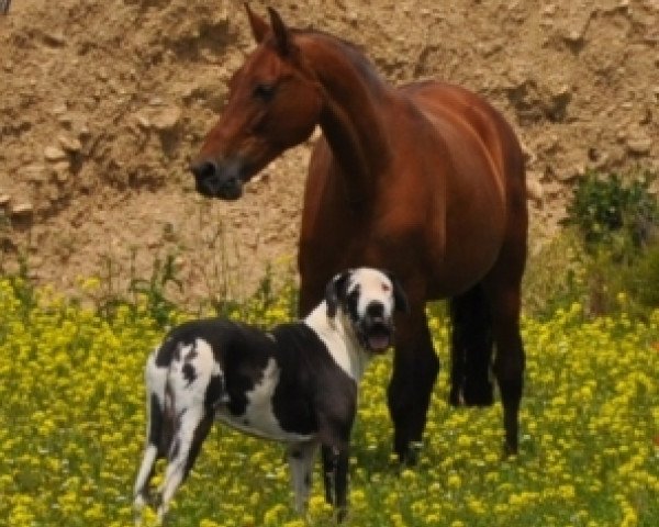 broodmare Rociera LI (Pura Raza Espanola (PRE), 2003)