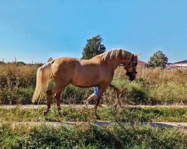 Zuchtstute Treidelhof Bailarina (Pura Raza Espanola (PRE), 2015, von AG Fuego del Sur)