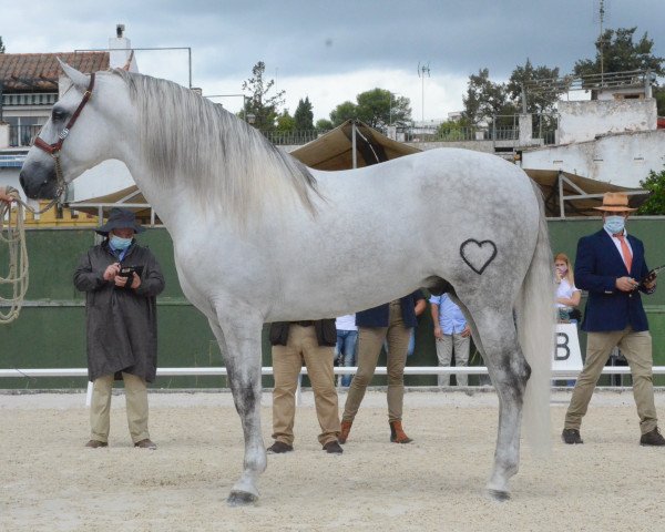 stallion Vaticano de Vara (Pura Raza Espanola (PRE), 2016, from Afanoso VIII)