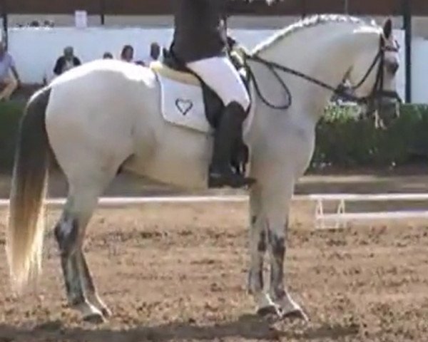 stallion Afanoso VIII (Pura Raza Espanola (PRE), 2008)