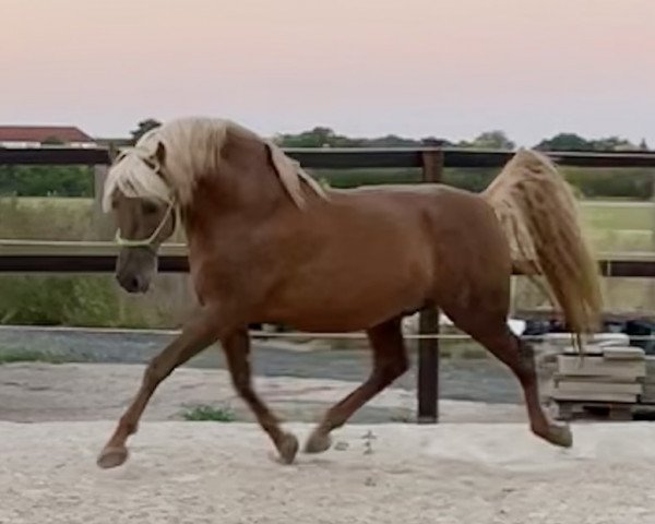 stallion Cataro JL II (Pura Raza Espanola (PRE), 2015, from Cataro JL)