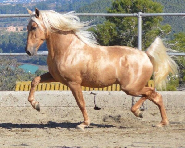 stallion Cataro JL (Pura Raza Espanola (PRE), 2011, from Cataro)