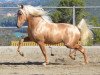 stallion Cataro JL (Pura Raza Espanola (PRE), 2011, from Cataro)