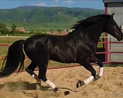 stallion Crisonto GG (Pura Raza Espanola (PRE), 2011, from Cacique IX)