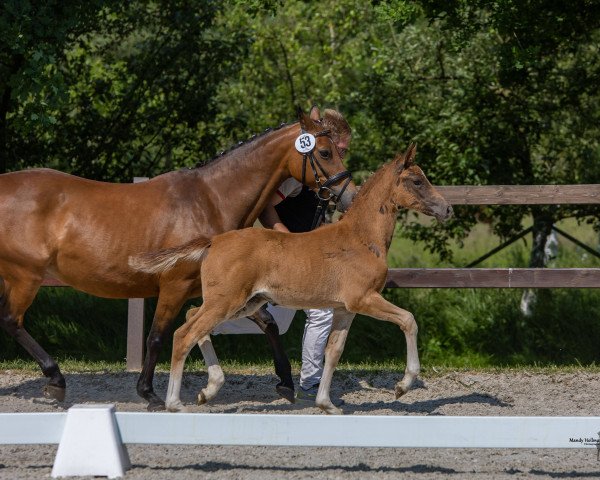 dressage horse Richters Charming Grace (German Riding Pony, 2023, from FS Next Diamond)