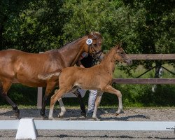 dressage horse Richters Charming Grace (German Riding Pony, 2023, from FS Next Diamond)