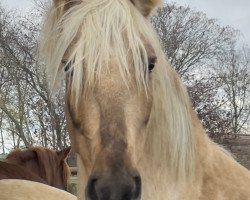 horse Treidelhof Habilosa (Pura Raza Espanola (PRE), 2019, from Cataro JL II)