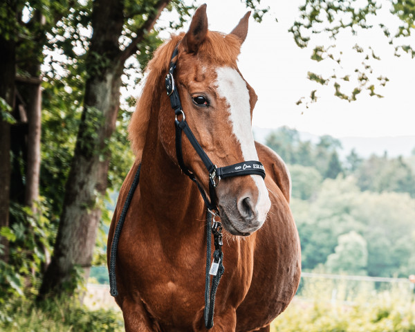 broodmare Laureen (German Riding Pony, 1995, from Herero)