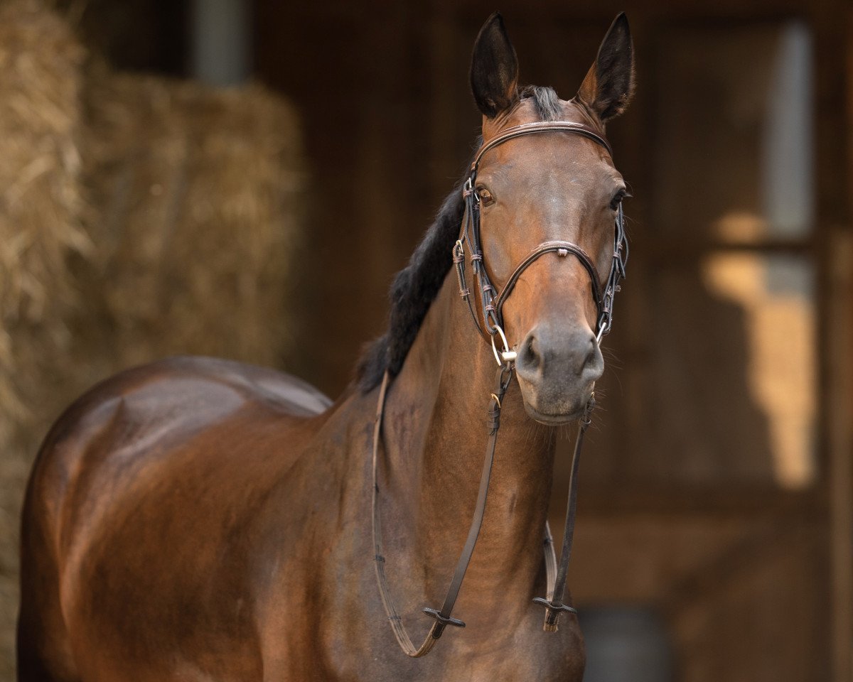 jumper Coffee To Go (German Warmblood, 2012, from Chanteur de Noir)