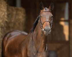 jumper Coffee To Go (German Warmblood, 2012, from Chanteur de Noir)