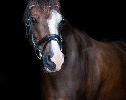 dressage horse Balisto von der Geest (German Riding Pony, 2011, from Bismarck)