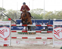 jumper Quatro Rubin (Oldenburg show jumper, 2008, from Quintender 2)