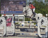 jumper Bario van T Martendonkerf (Belgian Warmblood, 2001, from Clinton)