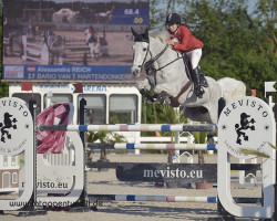 jumper Bario van T Martendonkerf (Belgian Warmblood, 2001, from Clinton)