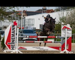 jumper Sweetheart Hbg (Hanoverian, 2012, from Stakkato)